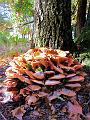 Wandeling van Monke en Judith op 21-10-2012 (67)